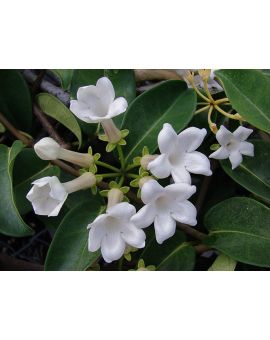 Stephanotis floribunda 'Madagascar Jasmine'
