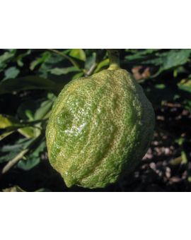 Citrus limon 'Eureka Variegated'