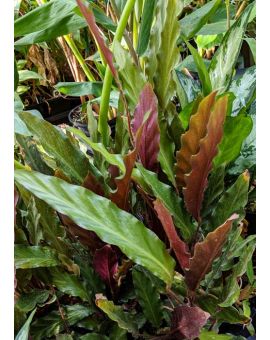 Goeppertia Calathea rufibarba “Velvet Calathea”