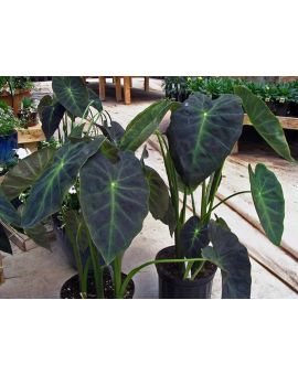 Colocasia antiquorum 'Illustris' 'Imperial Taro'