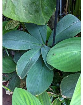 Costus malorteanus