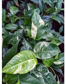 Epipremnum pinnatum 'albo variegata'