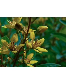 Galphimia glauca 'Thryallis'