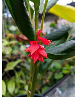 Globba unifolia