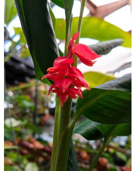 Globba unifolia