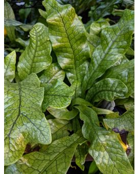 Microsorum musifolium ‘Crocydyllus’ 