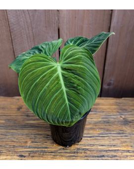 Philodendron Luxurians Choco Red