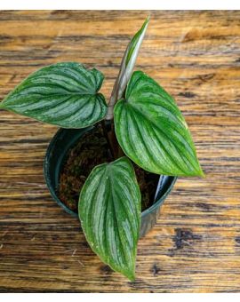 Philodendron mamei