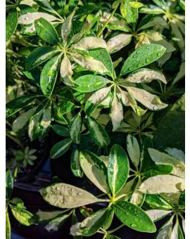 Schefflera arboricola 'Trinette'
