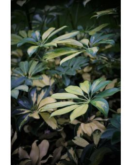 Schefflera arboricola 'Trinette'