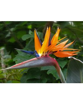 Strelitzia reginae 'Orange Bird of Paradise'