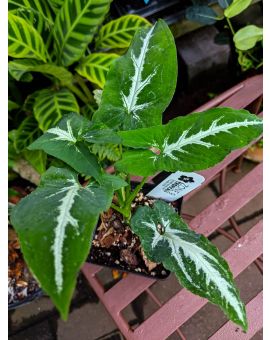 Syngonium wendlandii