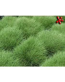 Zoysia 'Korean grass'