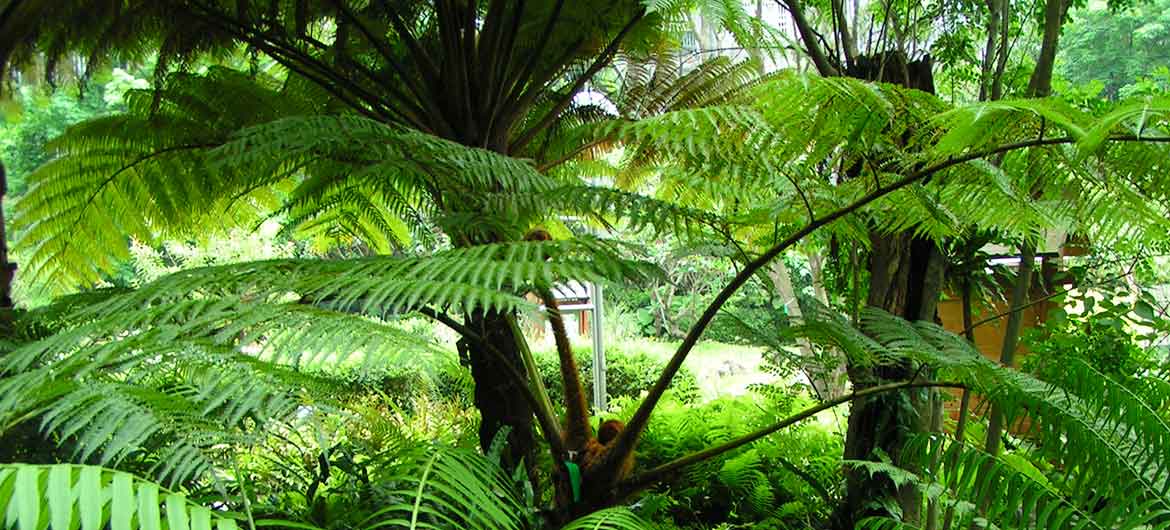 Green Foliage Plants